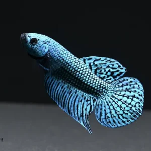 Kracherpreis Blue Alien Kampffisch (Betta spec. Blue Alien)